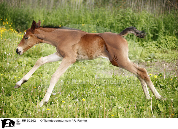 filly / RR-52262