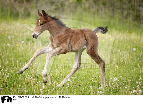 filly / RR-52265