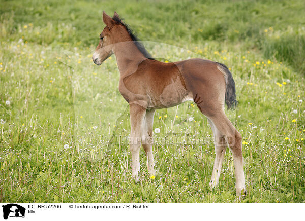 filly / RR-52266