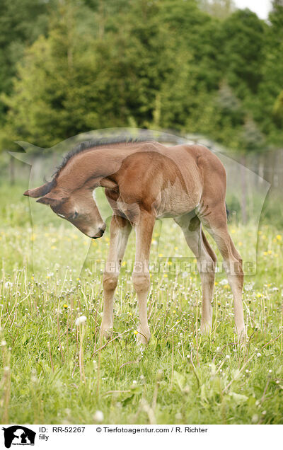 filly / RR-52267