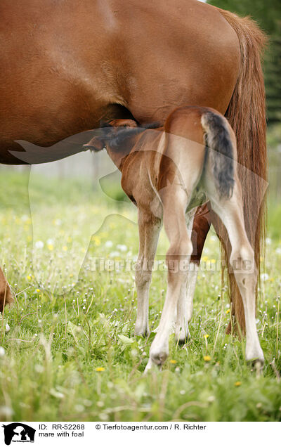 mare with foal / RR-52268