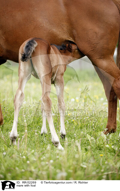 mare with foal / RR-52269
