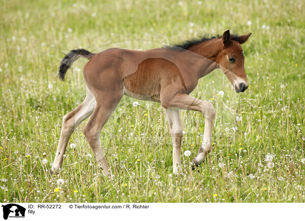 filly / RR-52272