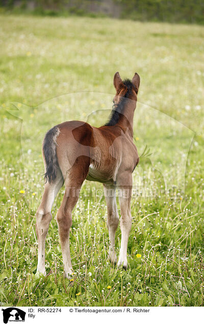 filly / RR-52274