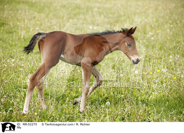 filly / RR-52275