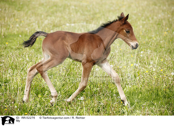 filly / RR-52276