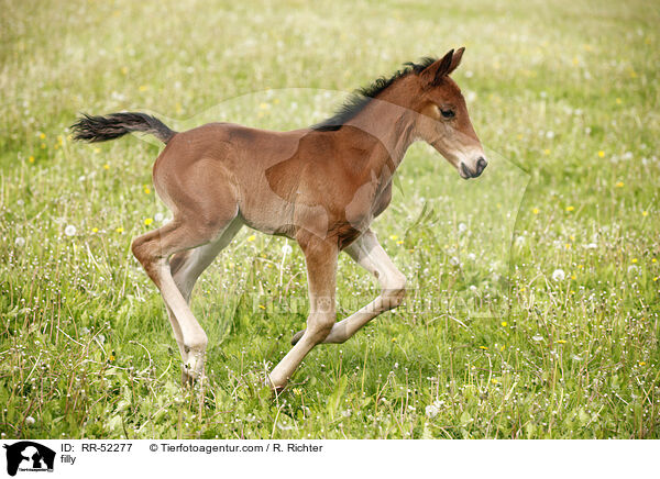 filly / RR-52277