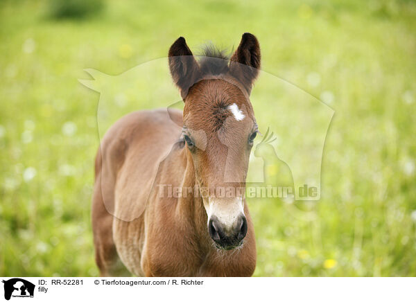 filly / RR-52281