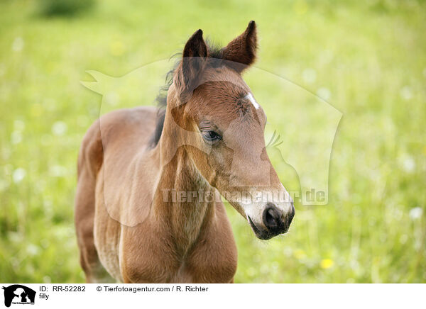 filly / RR-52282