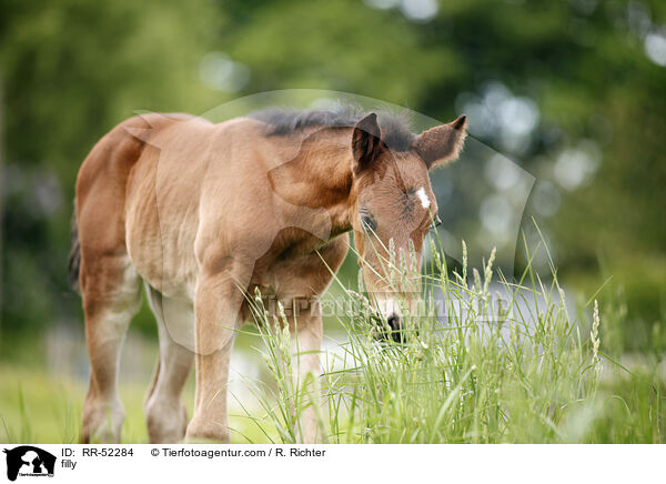 filly / RR-52284