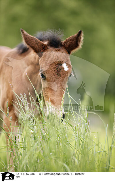 filly / RR-52286