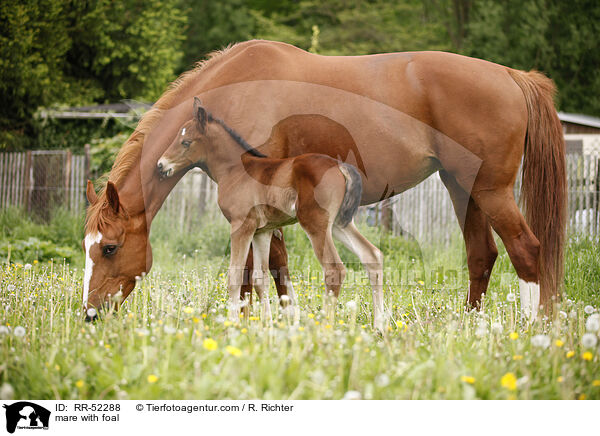 mare with foal / RR-52288