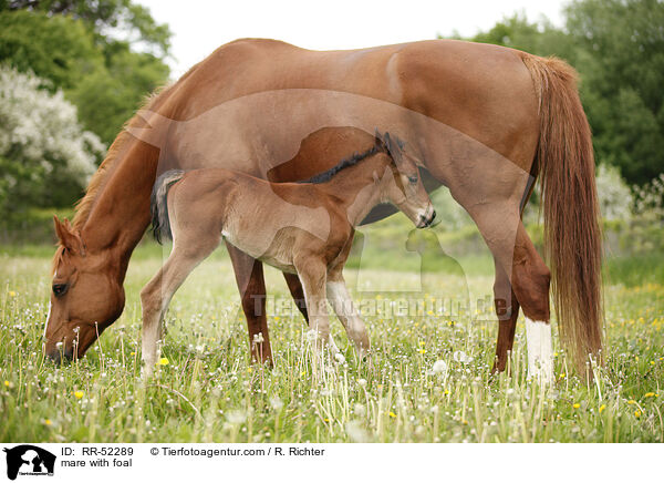 Stute mit Fohlen / mare with foal / RR-52289