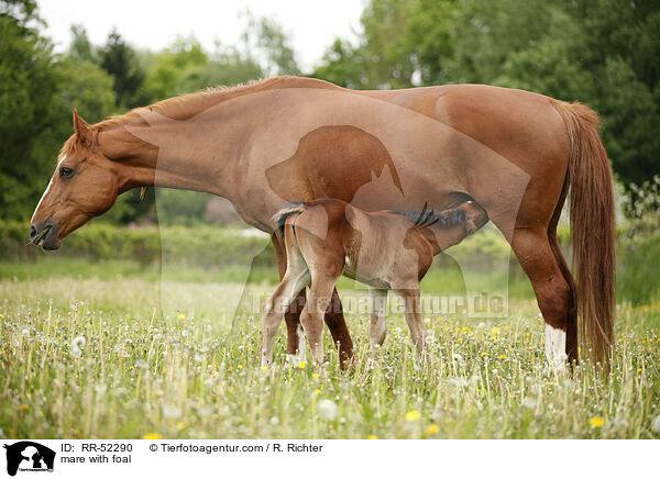 mare with foal / RR-52290