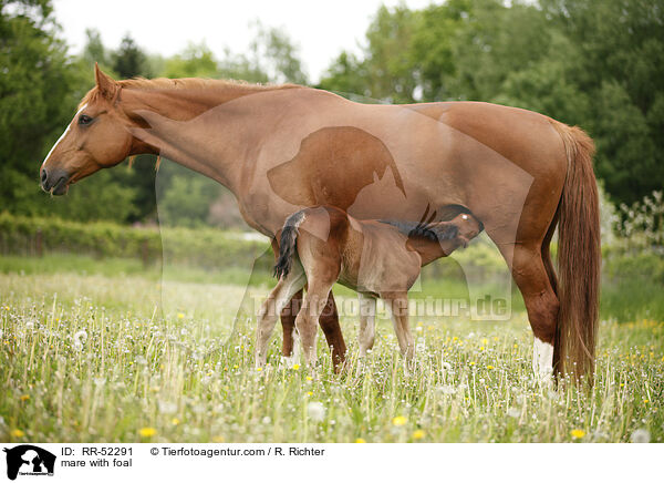 mare with foal / RR-52291
