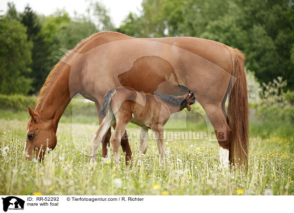 mare with foal / RR-52292