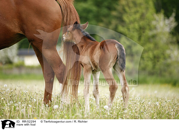 mare with foal / RR-52294