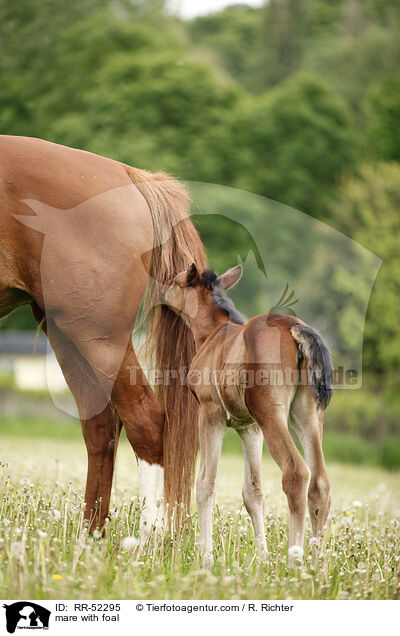 mare with foal / RR-52295
