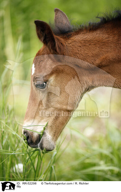 filly / RR-52298