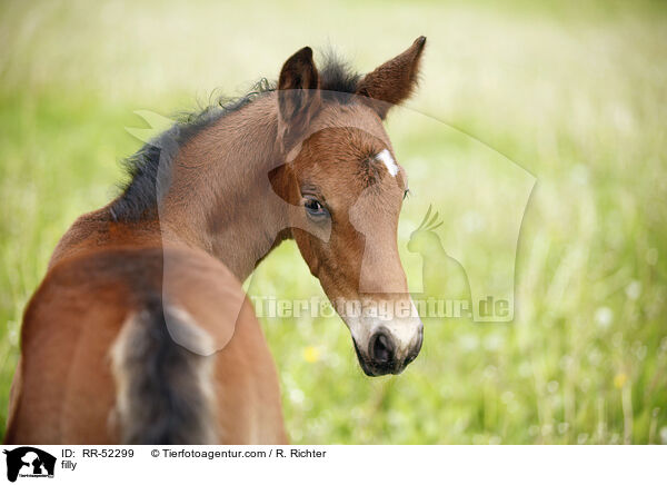 filly / RR-52299