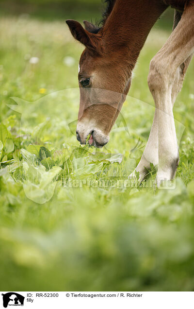 filly / RR-52300