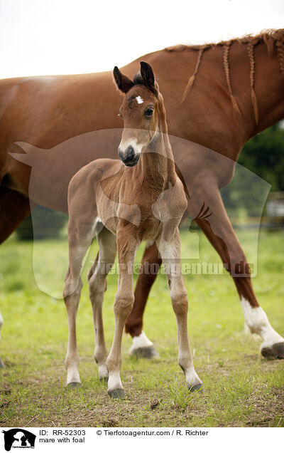 mare with foal / RR-52303
