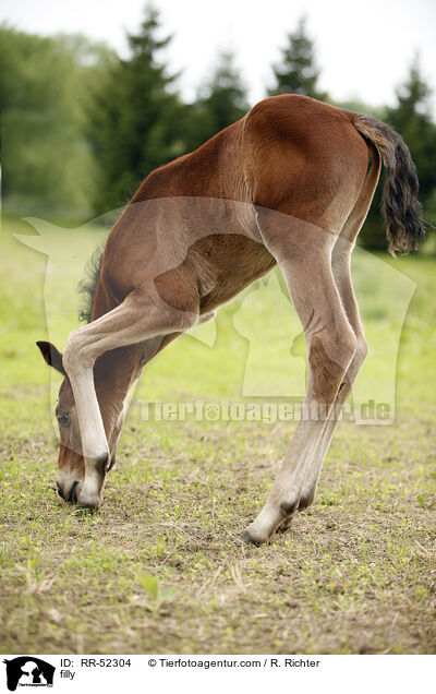 filly / RR-52304