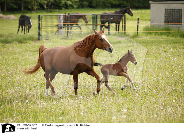 mare with foal / RR-52307