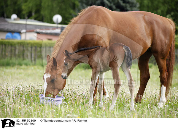 mare with foal / RR-52309