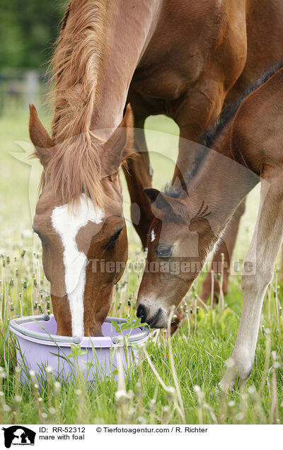 mare with foal / RR-52312