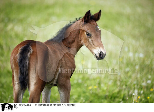 filly / RR-52252