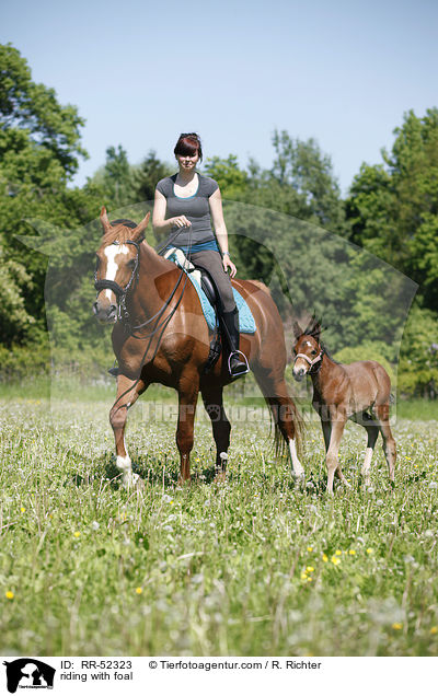 riding with foal / RR-52323