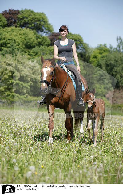 riding with foal / RR-52324