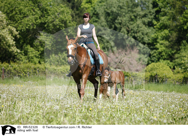 riding with foal / RR-52326