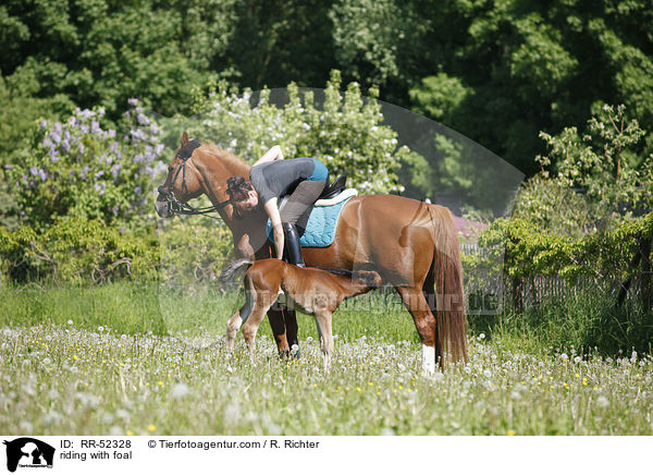 riding with foal / RR-52328
