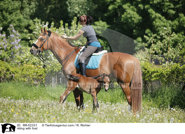 riding with foal / RR-52331