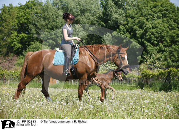 Ausritt mit Fohlen bei Fu / riding with foal / RR-52333
