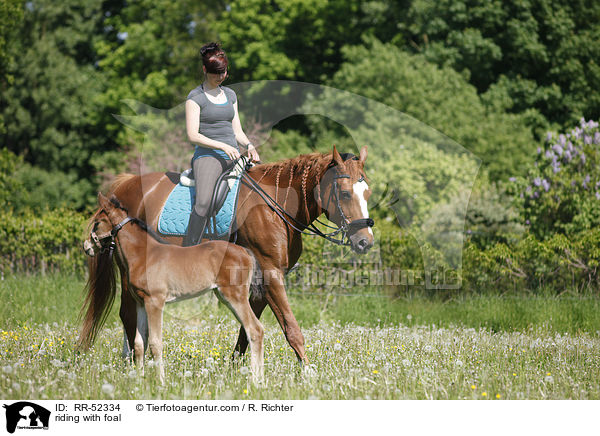 Ausritt mit Fohlen bei Fu / riding with foal / RR-52334