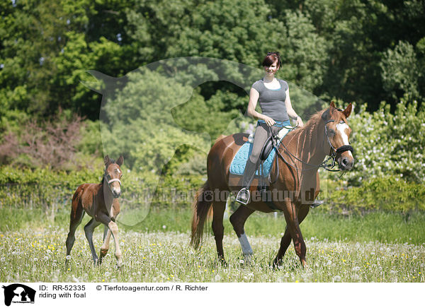 riding with foal / RR-52335