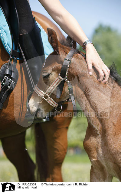 riding with foal / RR-52337
