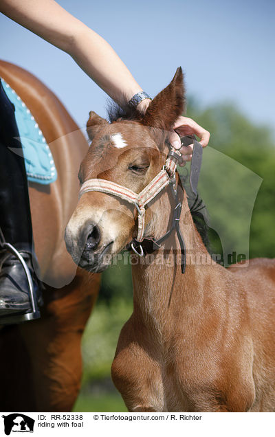 riding with foal / RR-52338
