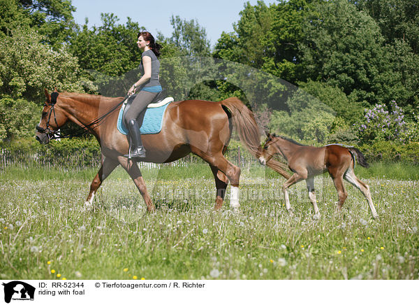 riding with foal / RR-52344