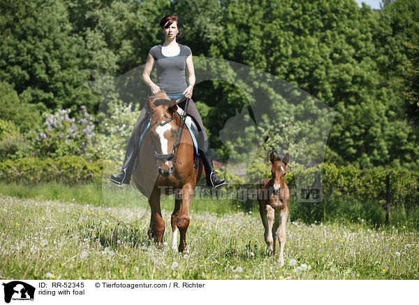 Ausritt mit Fohlen bei Fu / riding with foal / RR-52345