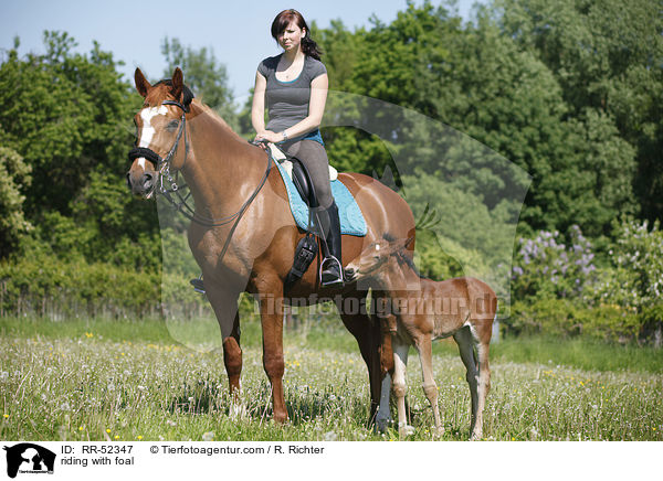 riding with foal / RR-52347