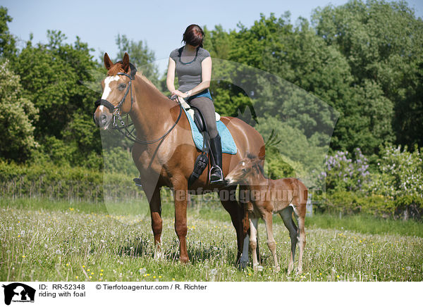 riding with foal / RR-52348