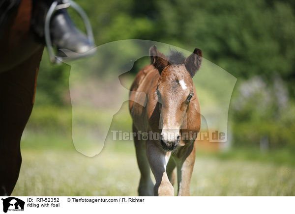 riding with foal / RR-52352