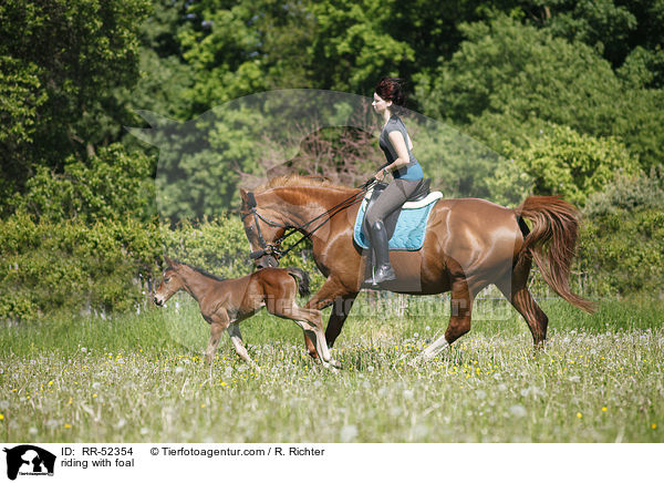 Ausritt mit Fohlen bei Fu / riding with foal / RR-52354