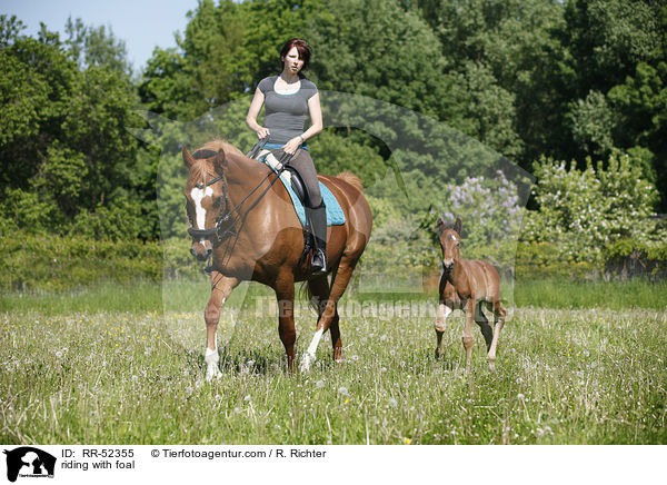 Ausritt mit Fohlen bei Fu / riding with foal / RR-52355