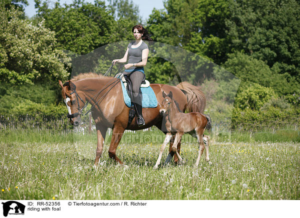 Ausritt mit Fohlen bei Fu / riding with foal / RR-52356