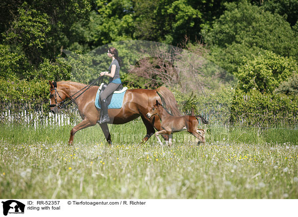 Ausritt mit Fohlen bei Fu / riding with foal / RR-52357